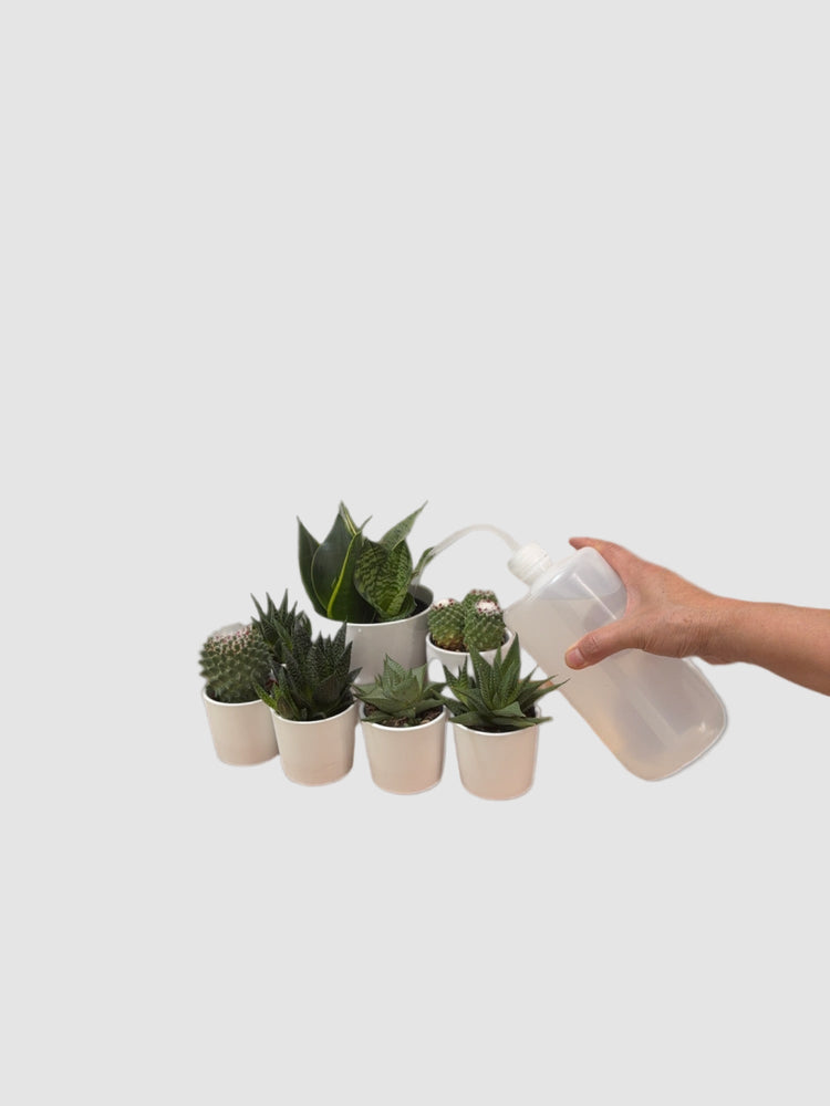 Curved Spout Watering Can
