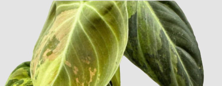 Our Indonesian Imported Collection - Coming Soon!