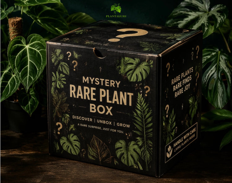 Mystery Rare Plant