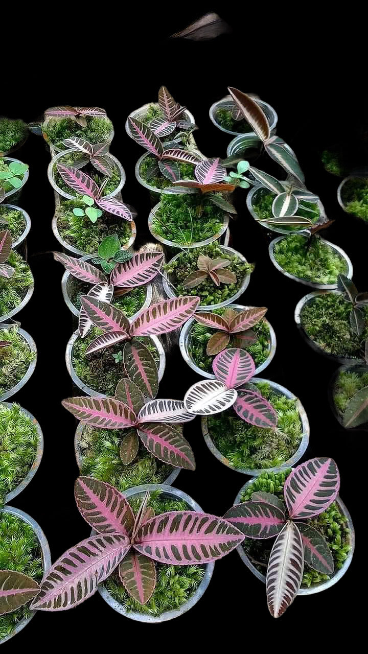 Imported Plant Preorder