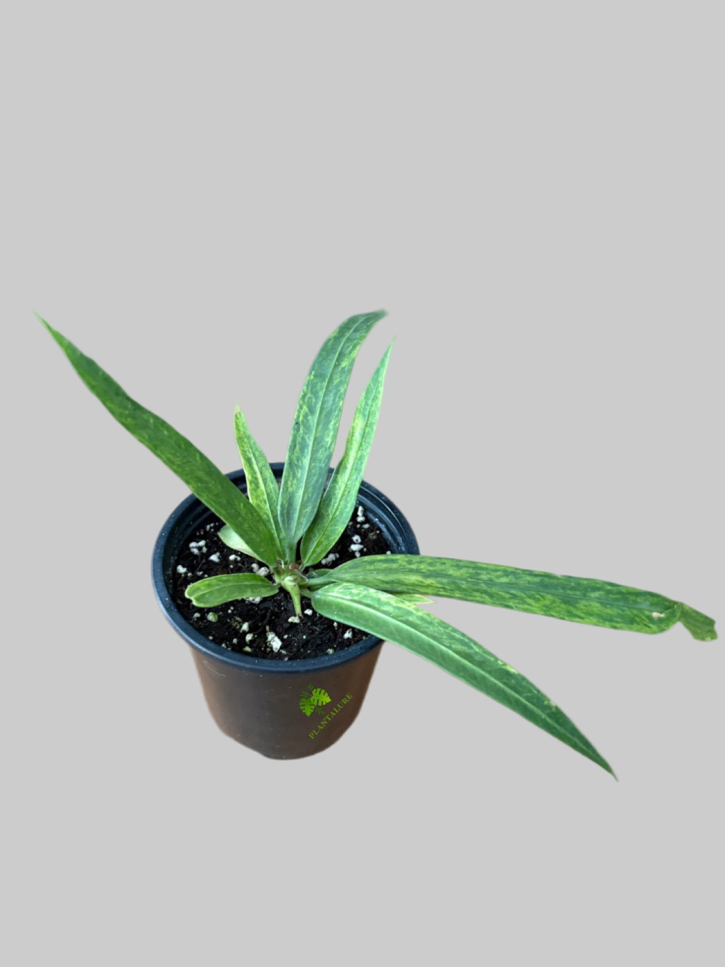 Anthurium Vittarifolium Variegated