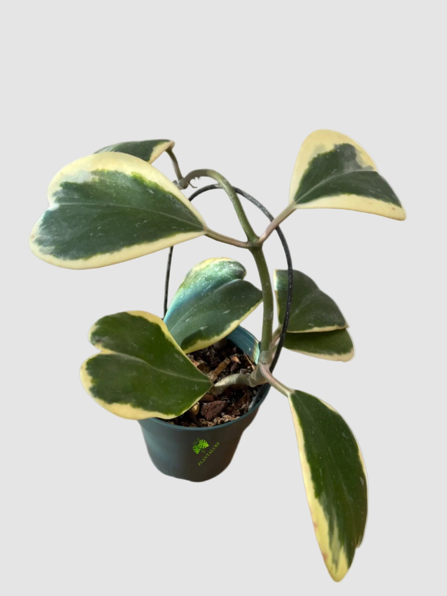 Hoya Kerrii Variegata