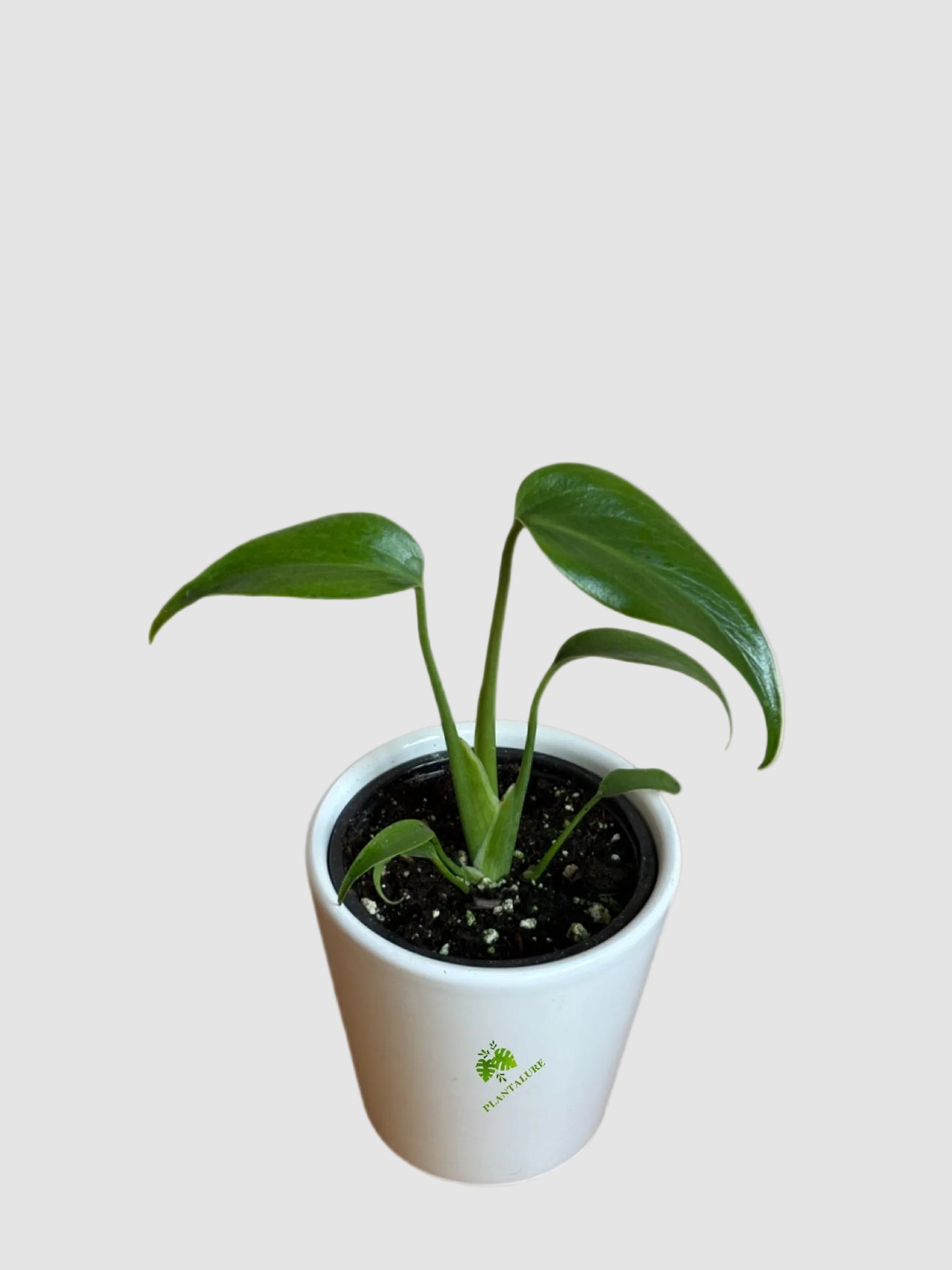 Monstera Burle Marx Flame – Rare Collector Aroid
