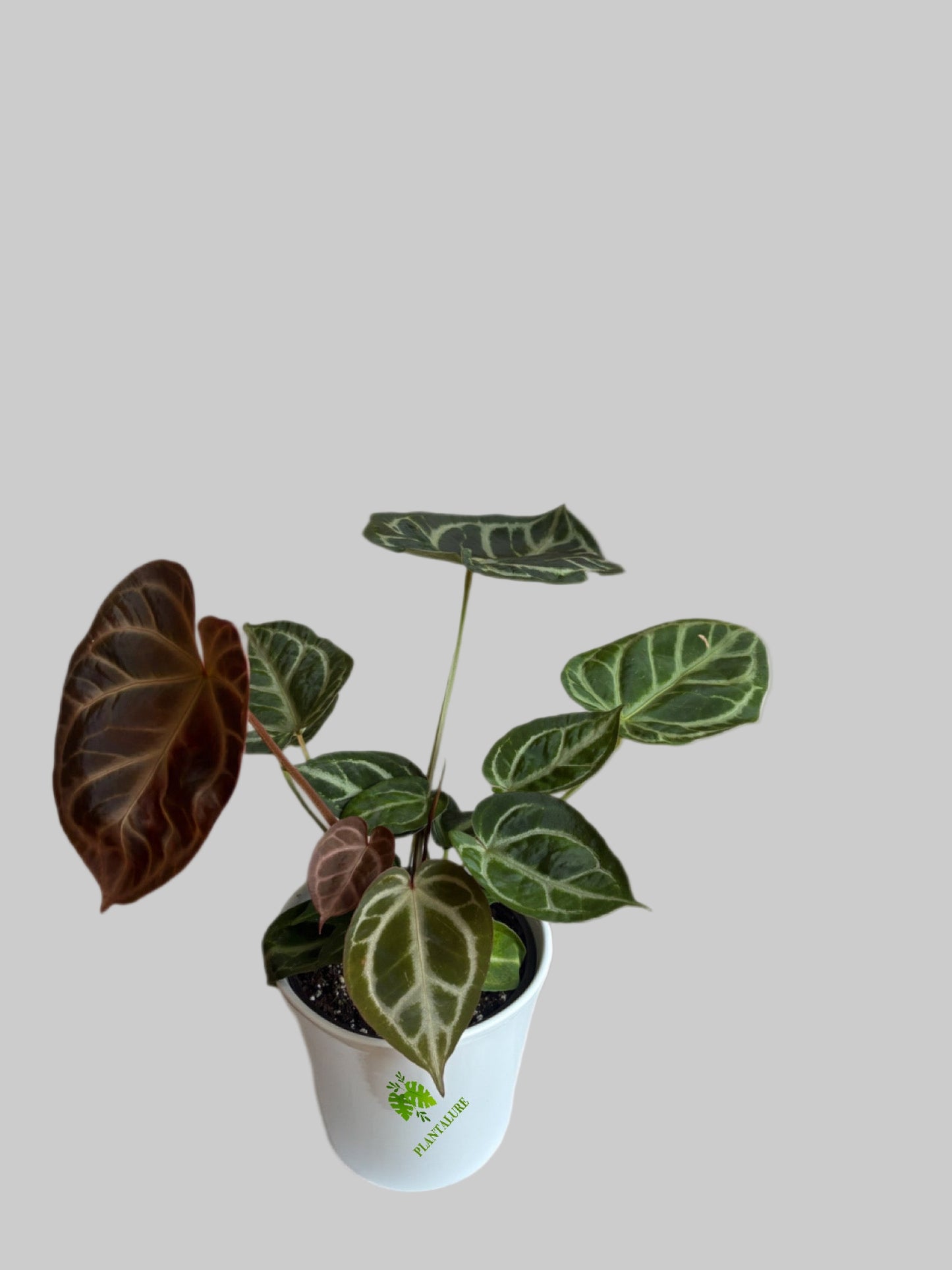 Anthurium Dorayaki Magnificum