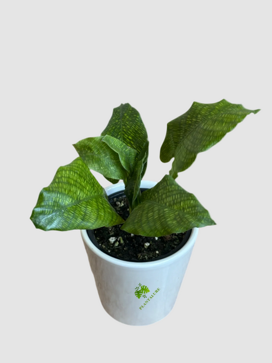 Calathea Vein – Exotic Velvet Foliage Prayer Plant
