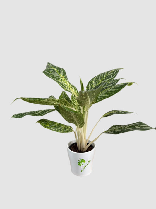 Aglaonema ‘Golden Madonna’ – Variegated Indoor Plant
