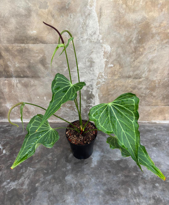Anthurium Delta Force