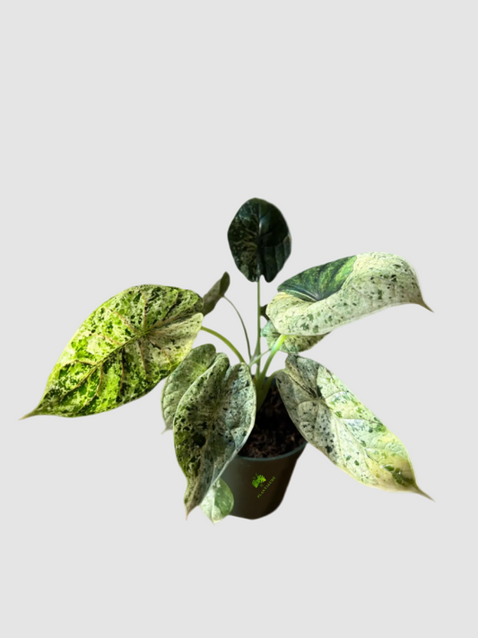 Alocasia Dragon Scale Mint Variegated