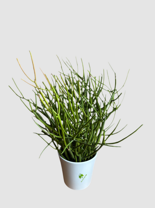 Fire Stick / Pencil Cactus (Euphorbia tirucalli)
