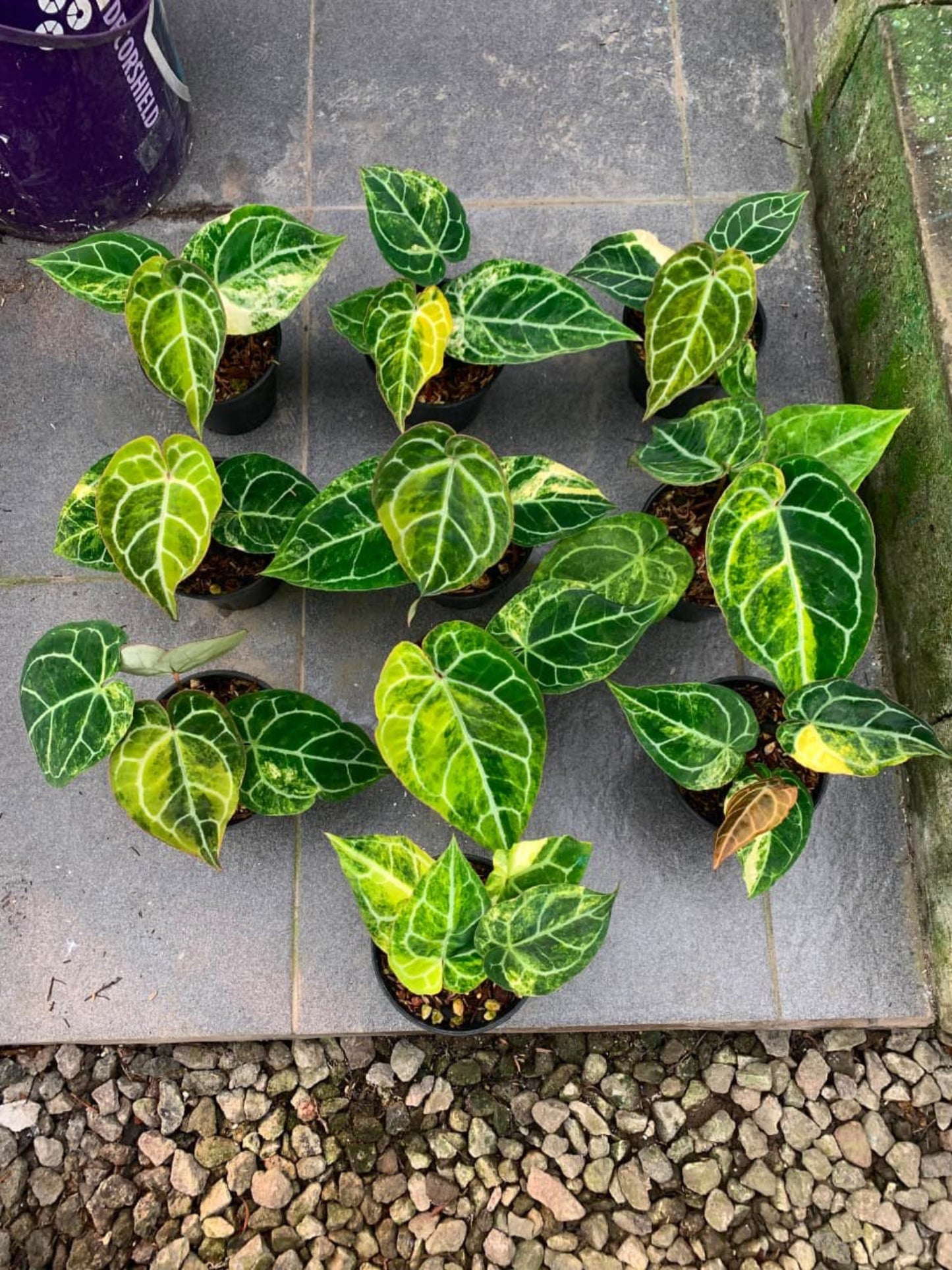 Variegated Anthurium crystallinum with velvety heart-shaped leaves, white veins, and cream-yellow variegation- Plantalure