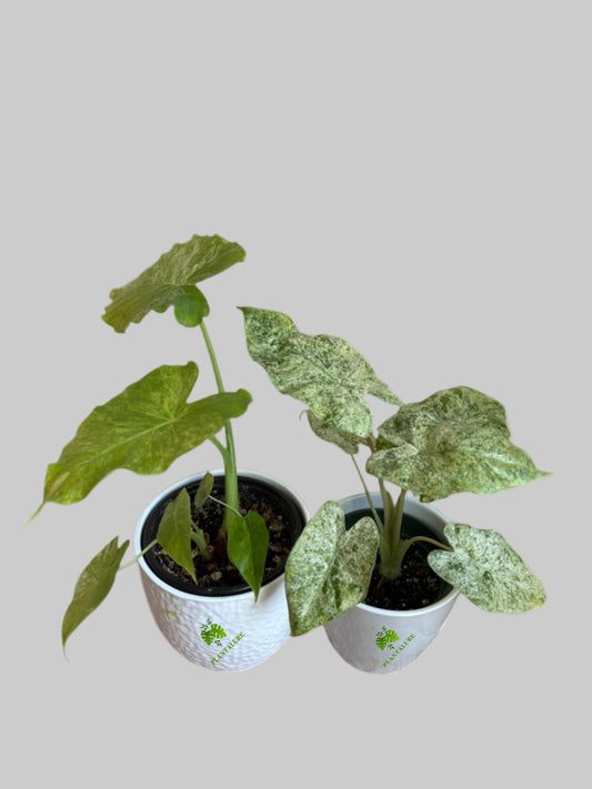 Collector’s Variegated Alocasia Duo: Odora & Camouflage