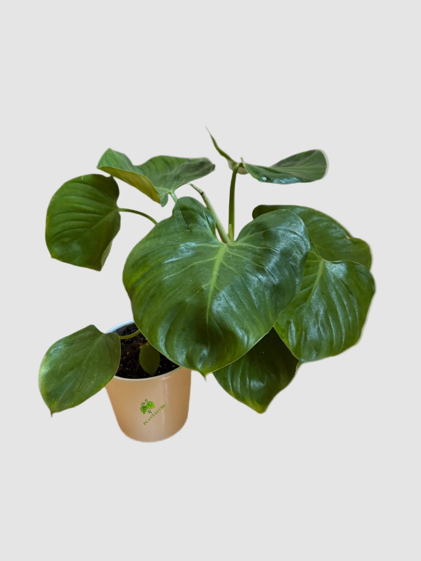 Philodendron Grazielae