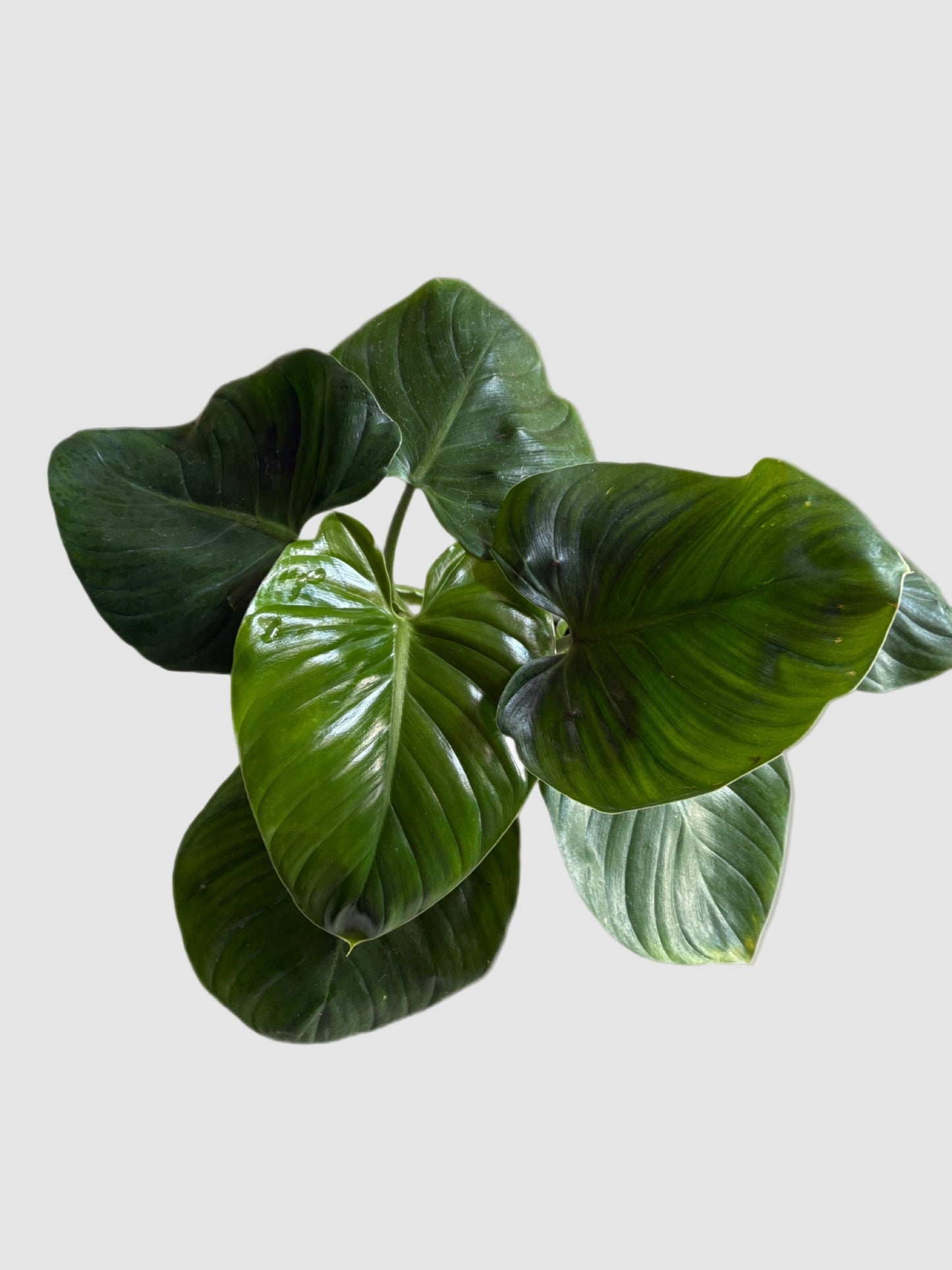 Philodendron Grazielae