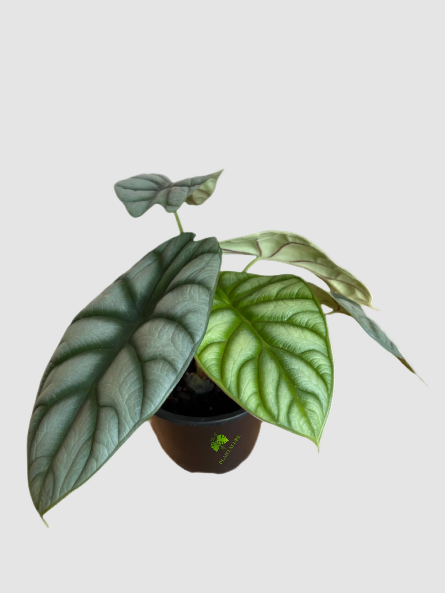 Alocasia Silver Dragon – Rare Silver Foliage Indoor Plant