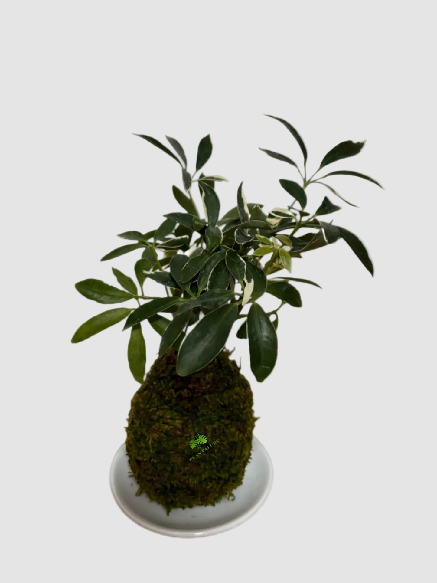 Schefflera Variegated Kokedama
