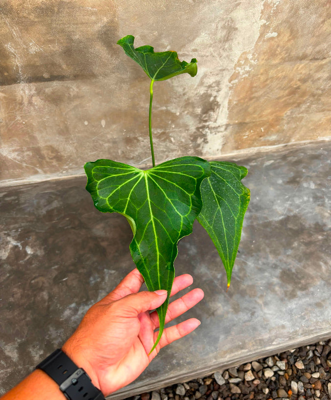 Anthurium Delta Force
