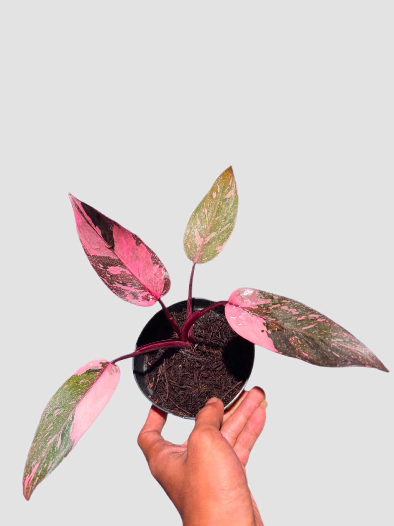 Philodendron Scarlet Princess in nursery pot – vibrant pink, cream, and green variegated foliage, grown in Canada by Plantalure