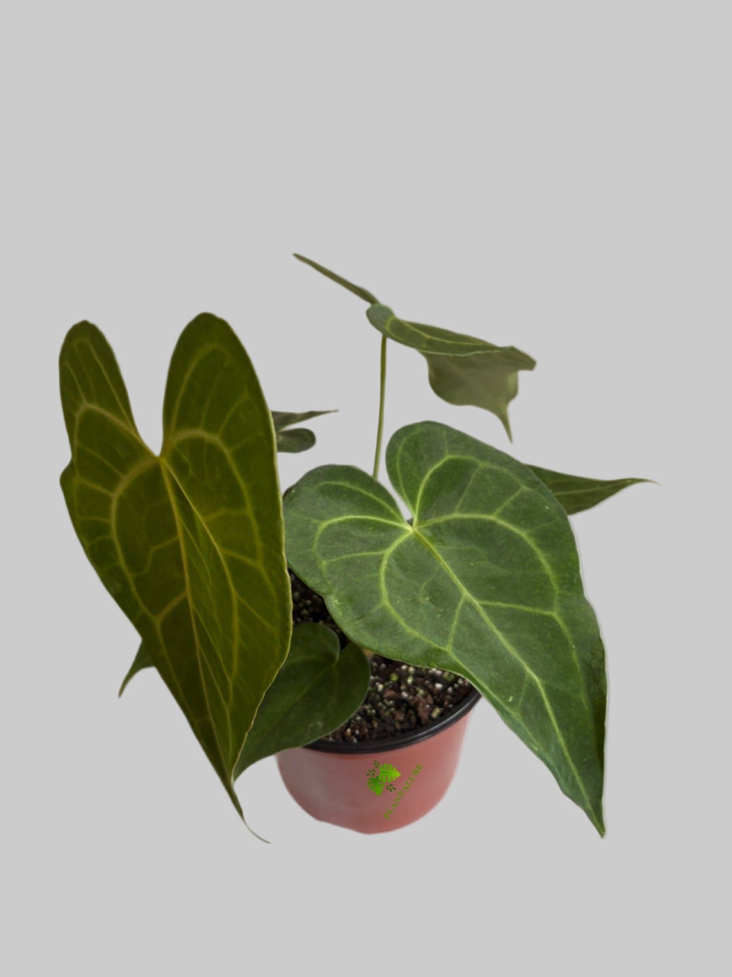 Anthurium Clarinervium