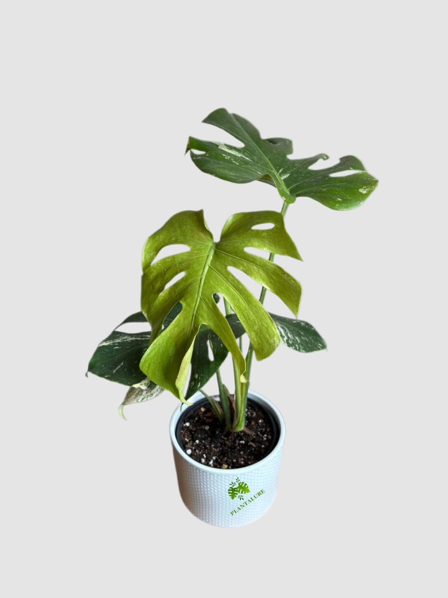 Monstera Mint – Rare Variegated Collector Plant