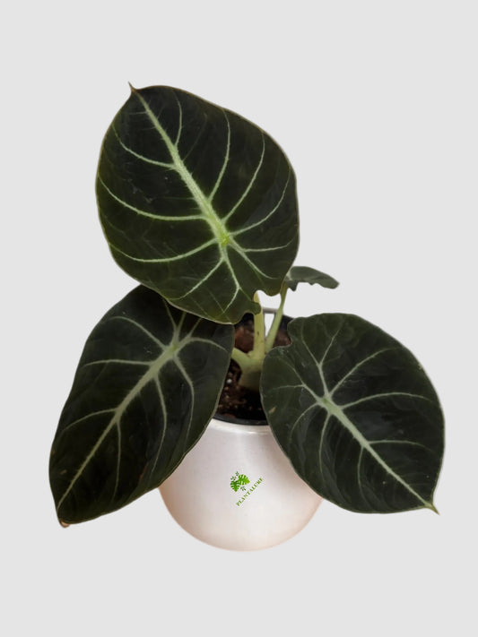 Alocasia Black Velvet