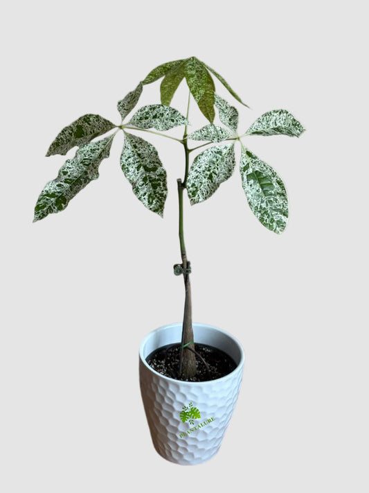 Money Tree Variegated (Pachira aquatica ‘Variegata’)