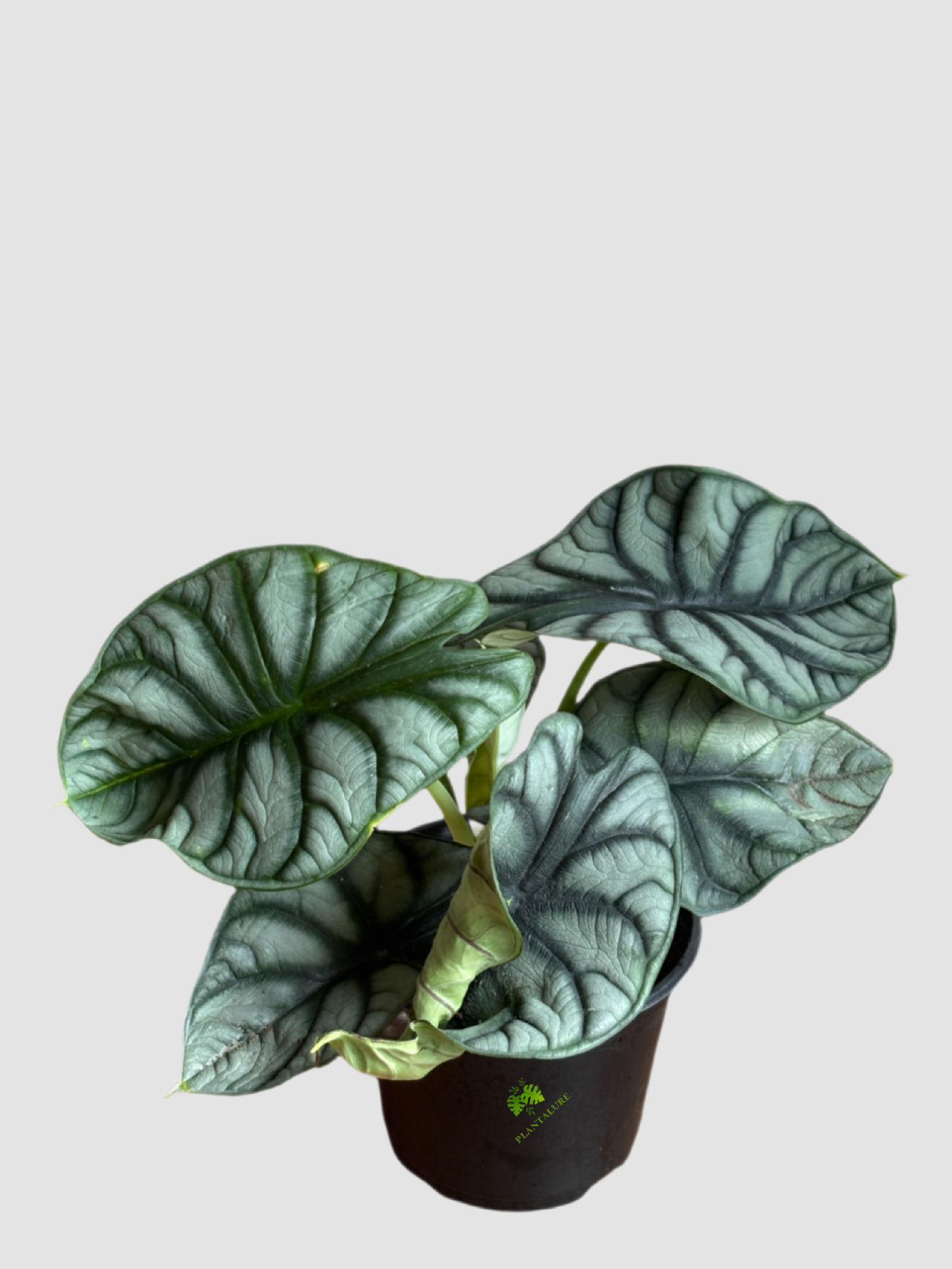 Alocasia Silver Dragon – Compact Silver Aroid Indoor Plant