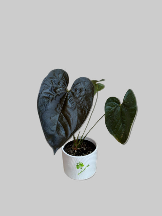 Anthurium Queen of Hearts