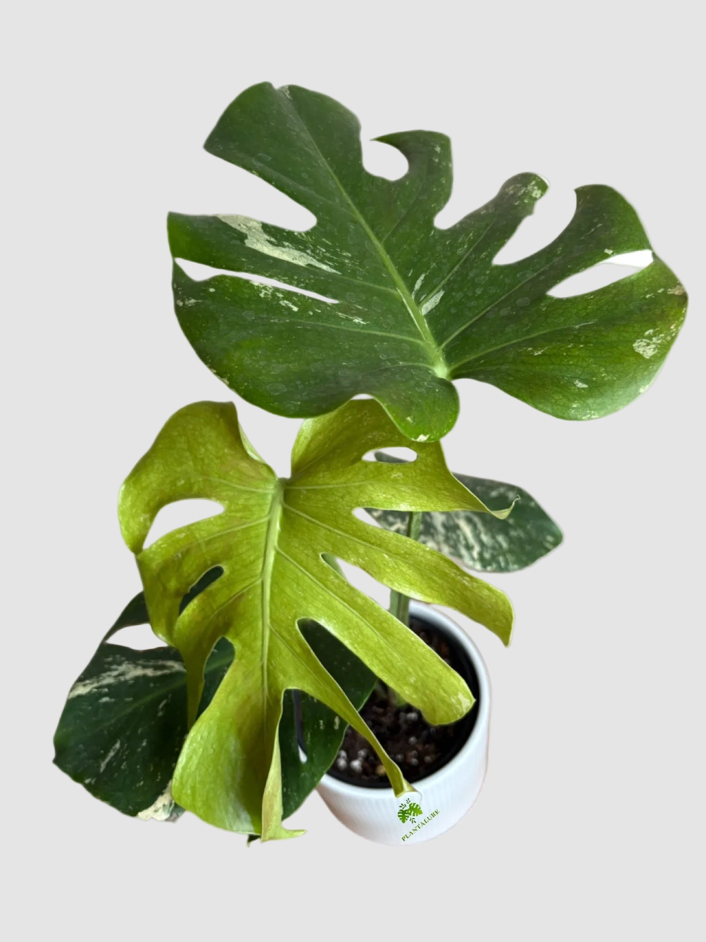 Monstera Mint – Rare Variegated Collector Plant