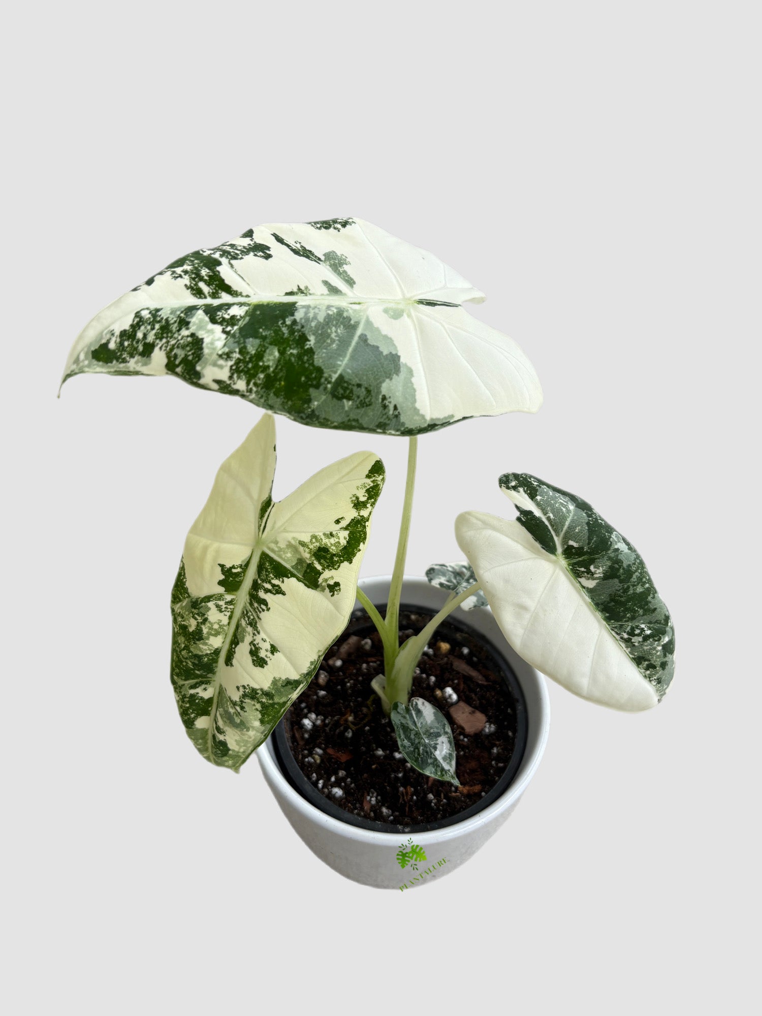 Alocasia Frydek Variegated – velvety dark green foliage with white variegation, grown in Canada by Plantalure