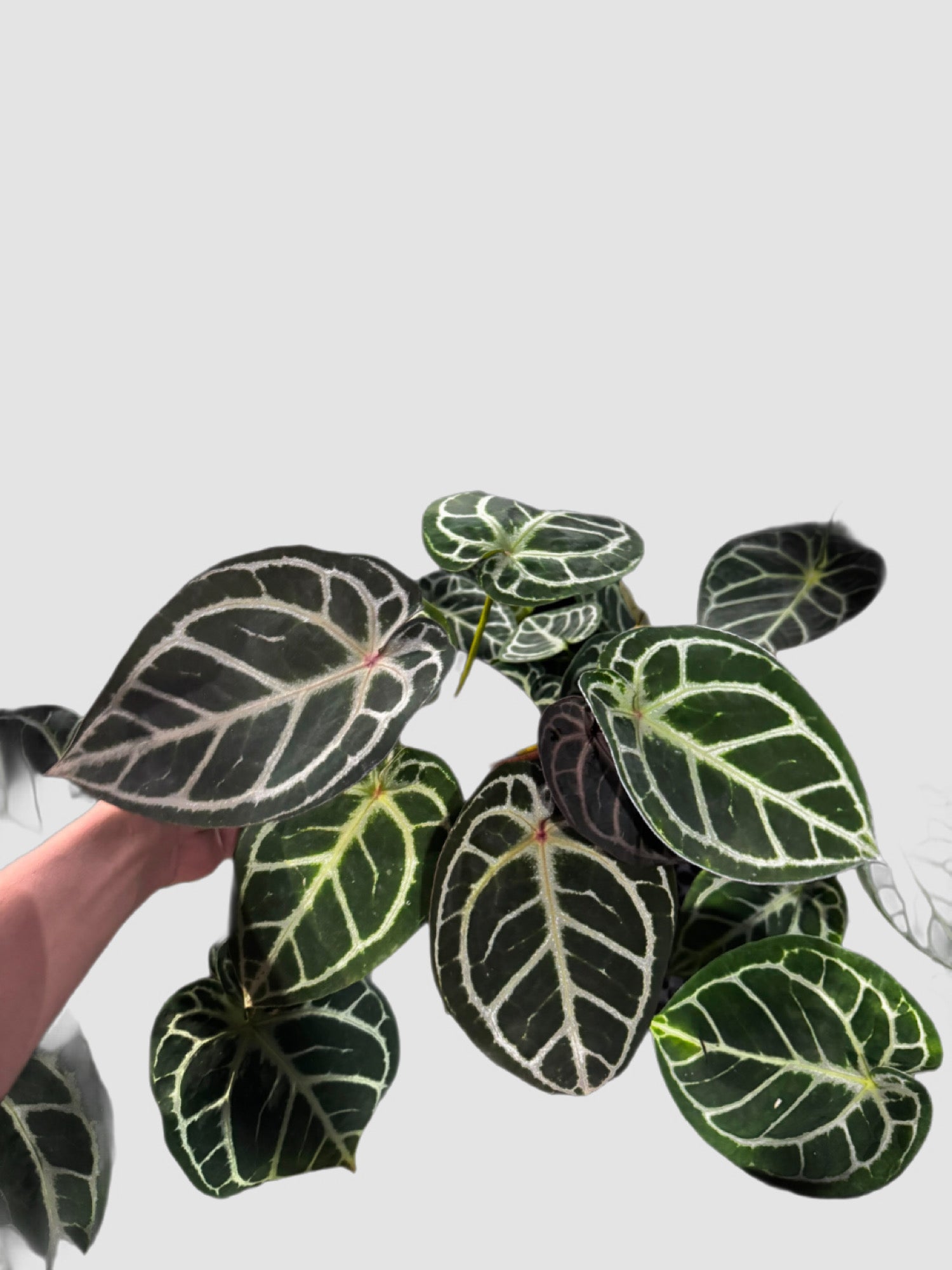 Anthurium Red Tiger – close-up of dark velvety leaves with bold white tiger-stripe veining, grown in Canada by Plantalure