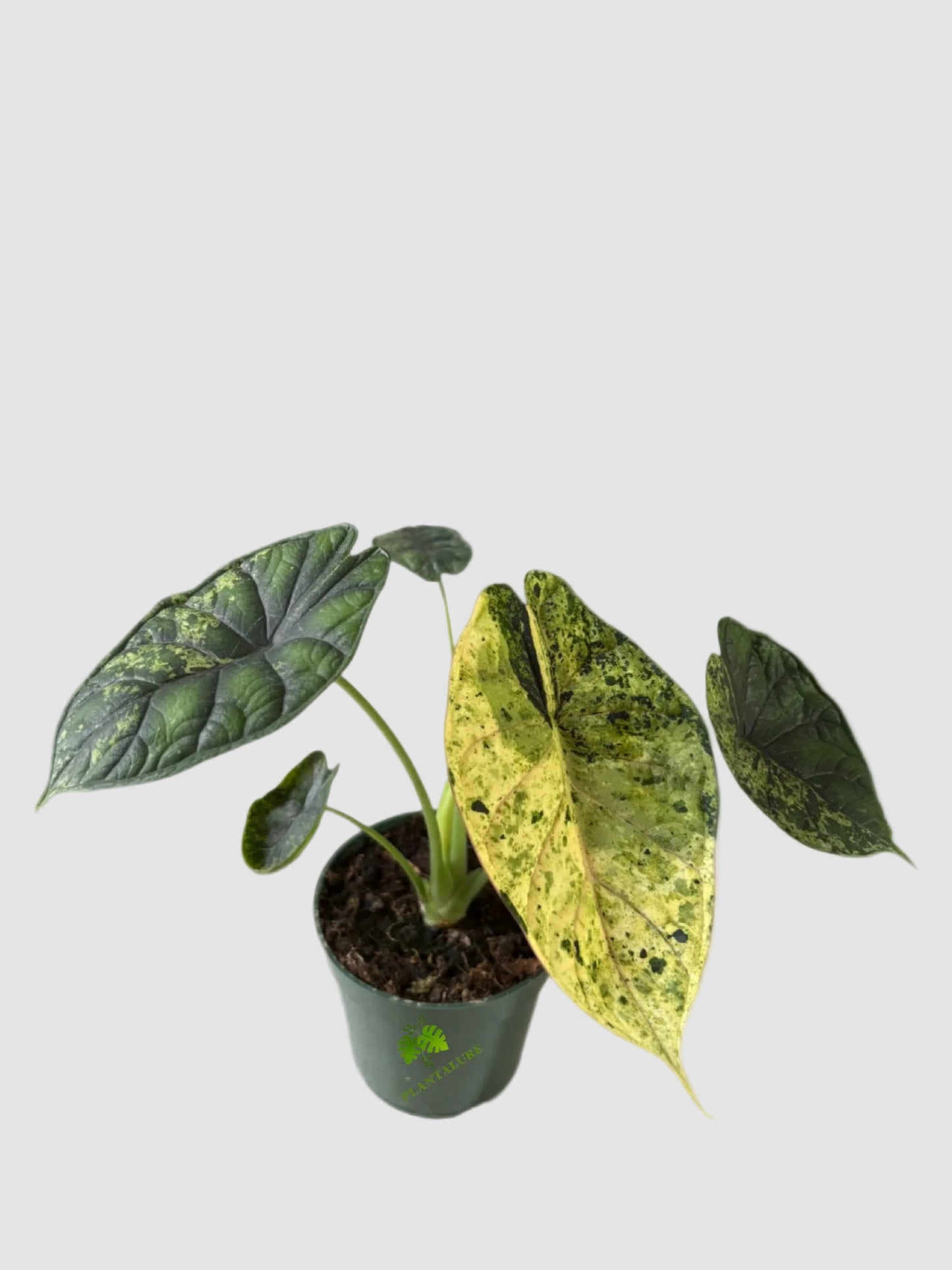 Alocasia Yellow Marilyn