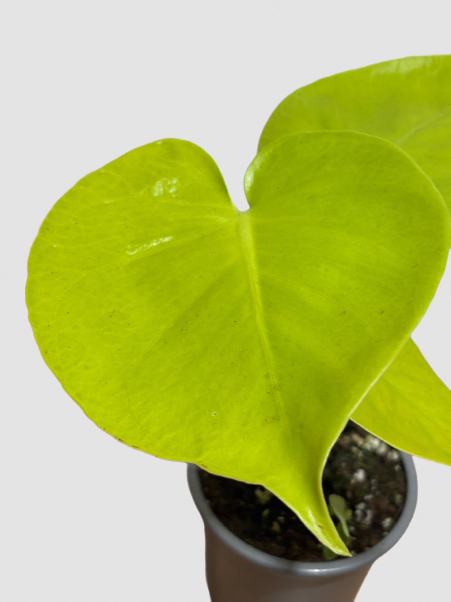 Monstera Lemon Lime - Rare Climbing Collector Plant