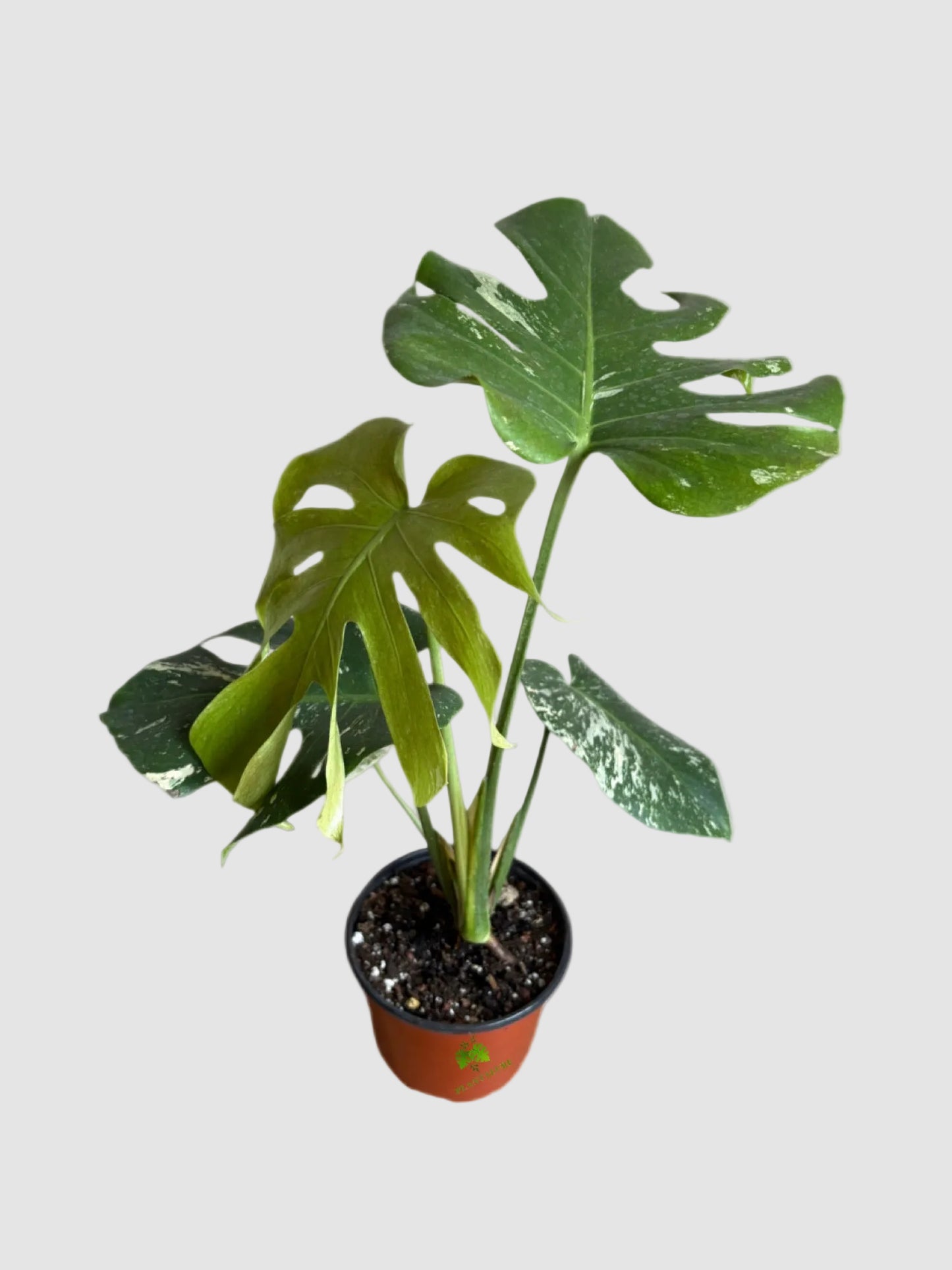 Monstera Mint – Rare Variegated Collector Plant