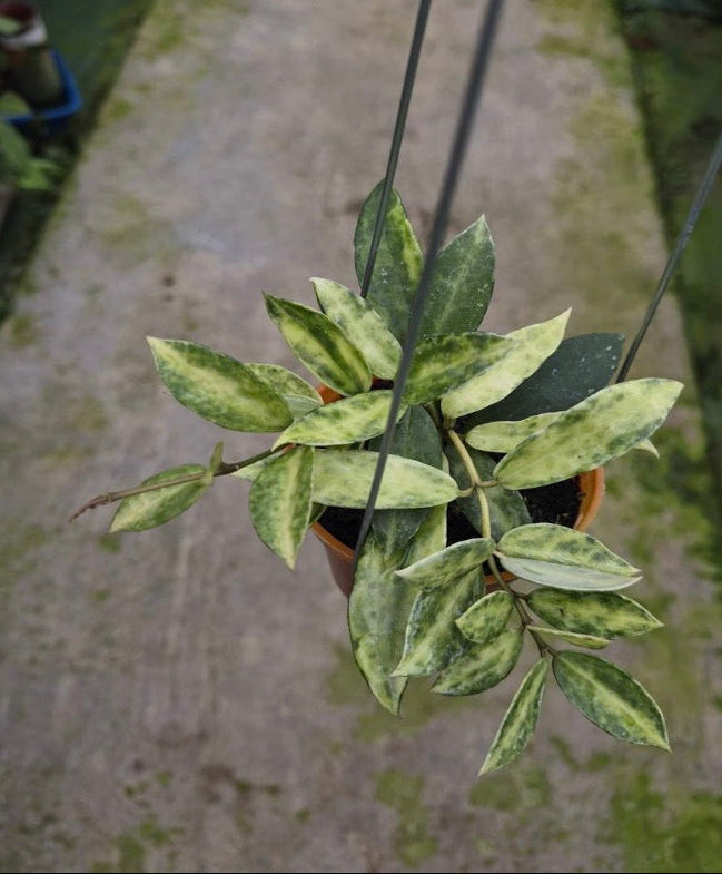 Hoya lacunosa 'Peridot' – Rare Variegated Collector Hoya