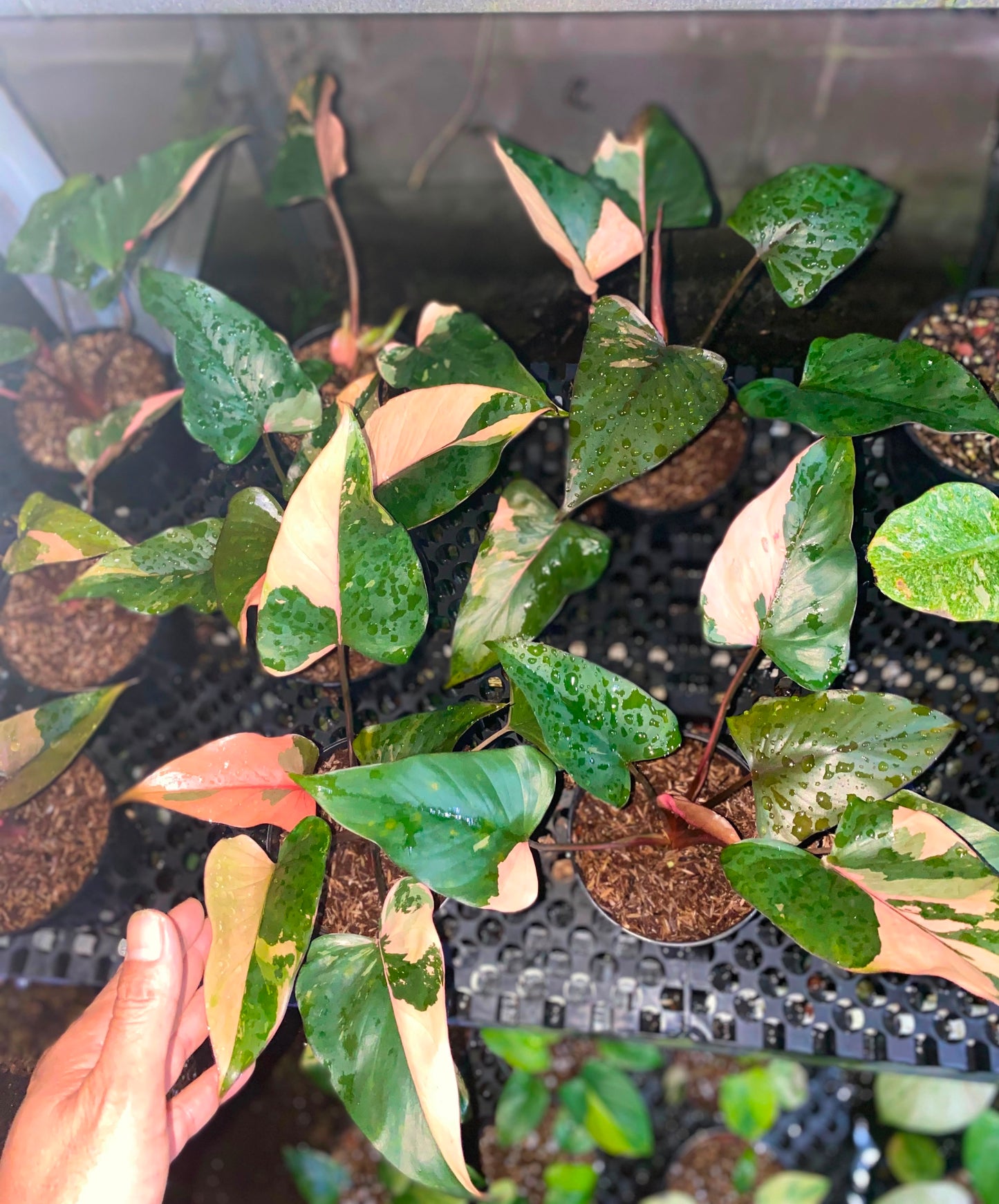 Homalomena Pink Diamond – Rare Pink Variegated Tropical Aroid
