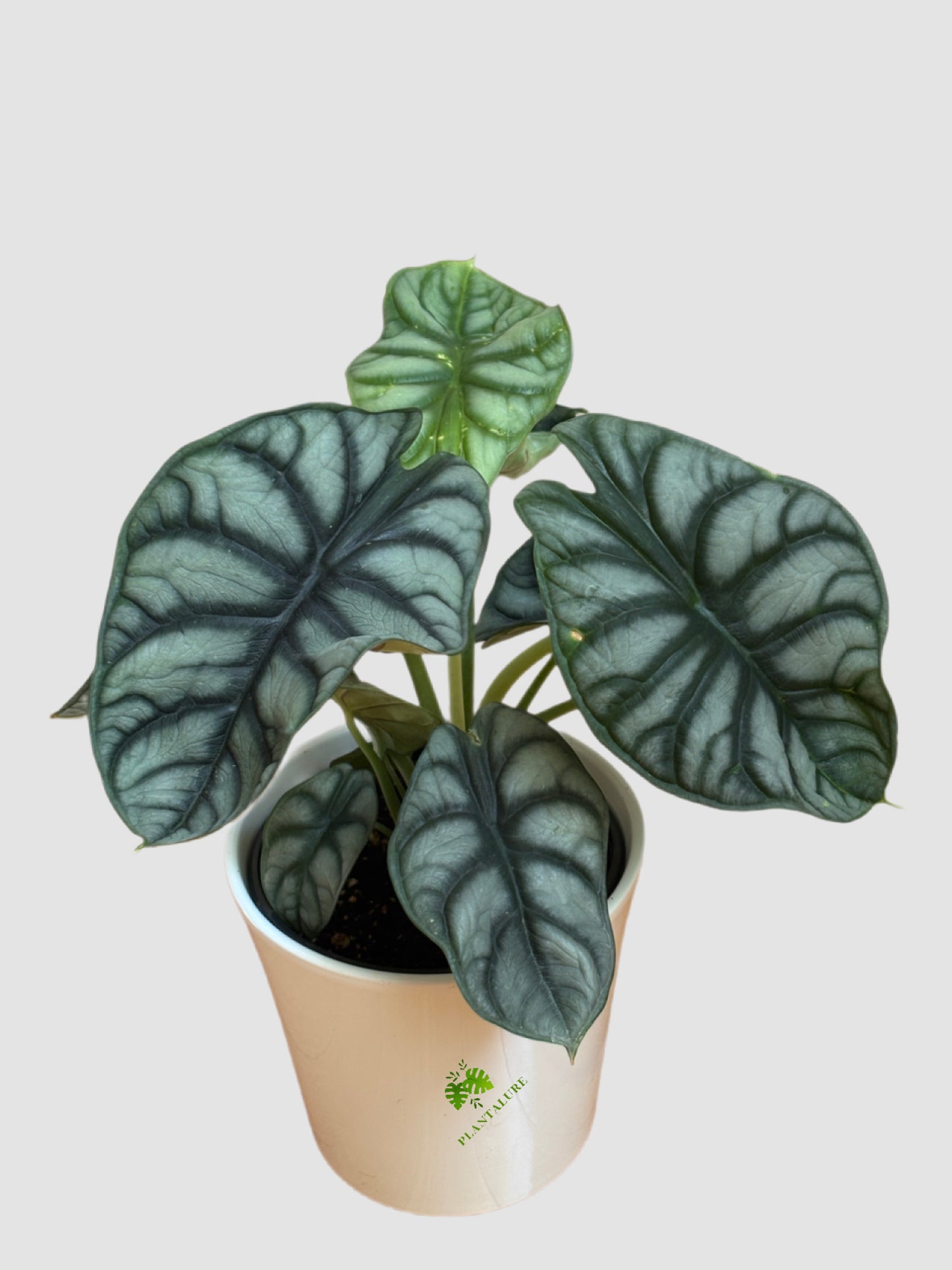 Alocasia Silver Dragon – Compact Silver Aroid Indoor Plant