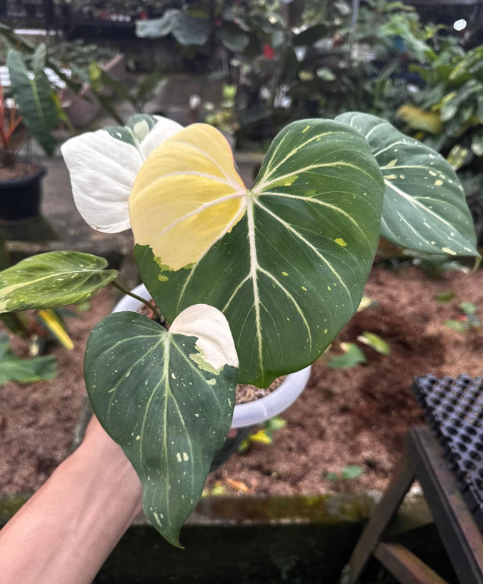 Philodendron Gloriosum Tricolor - Import Preorder