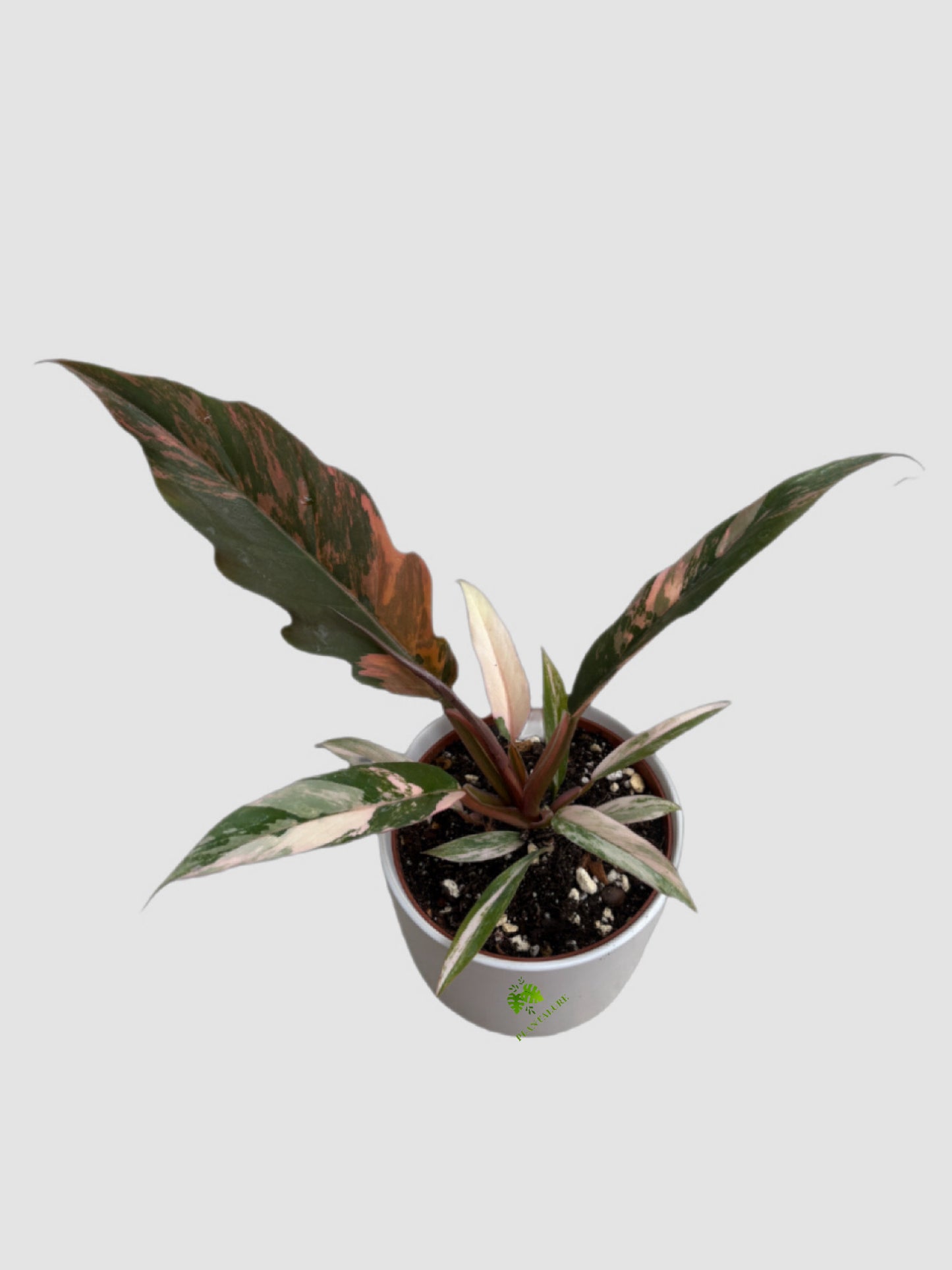 Philodendron Caramel Marble