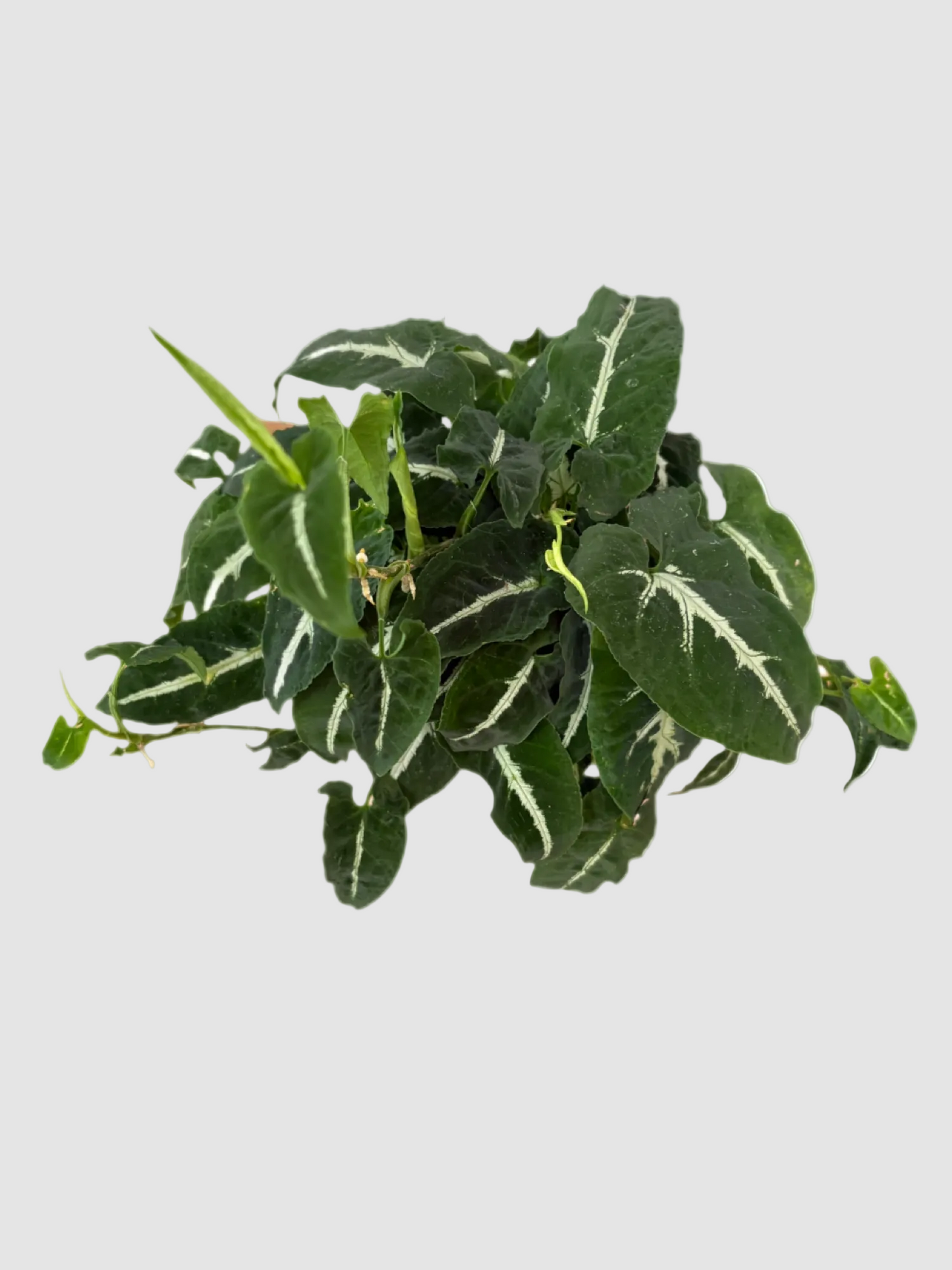 Syngonium Wendlandii "Black Velvet"