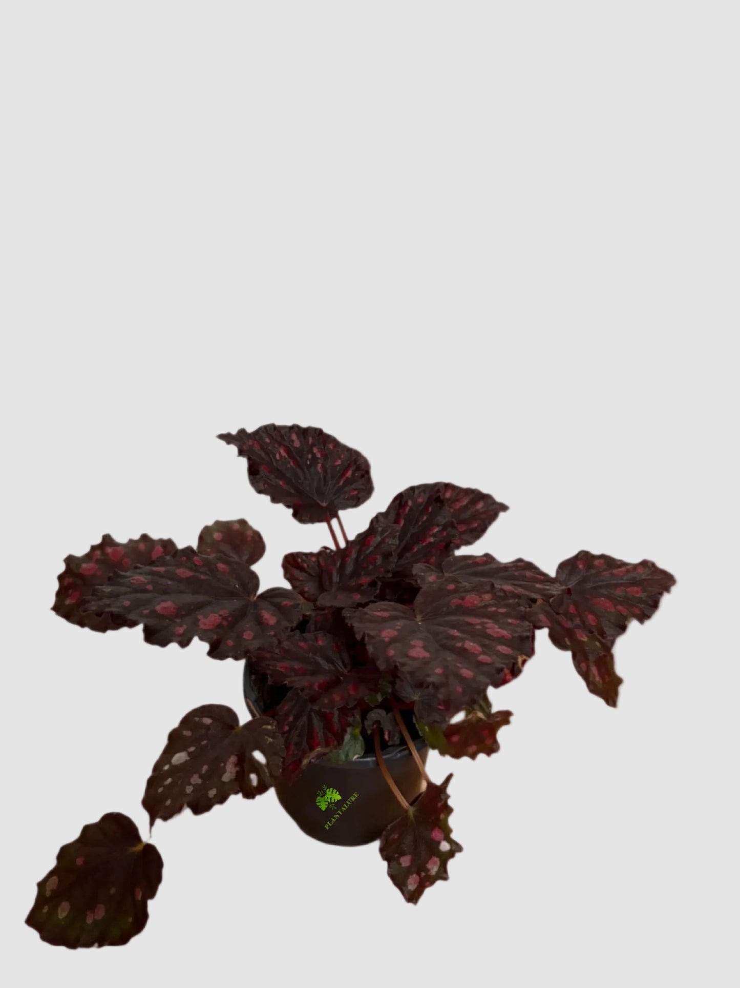 Begonia Rex Rumba