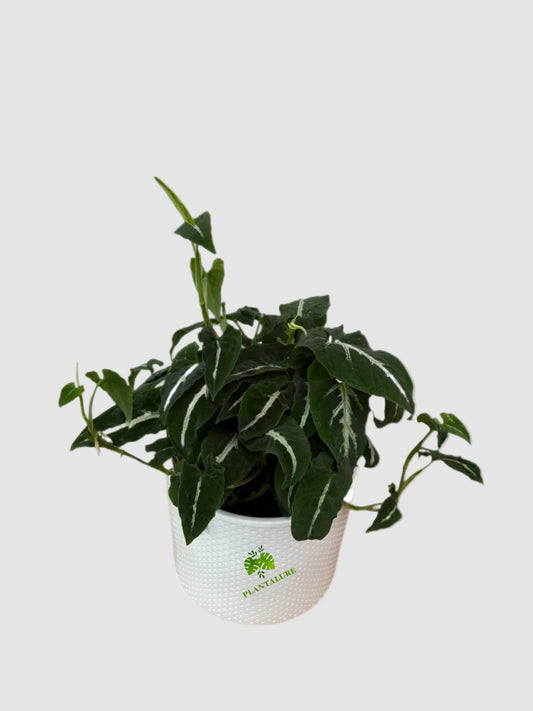 Syngonium Wendlandii "Black Velvet"