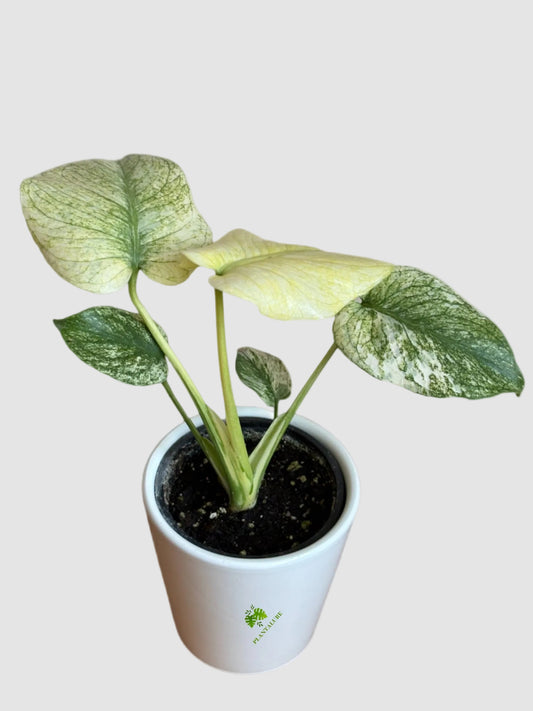 Monstera White Monster