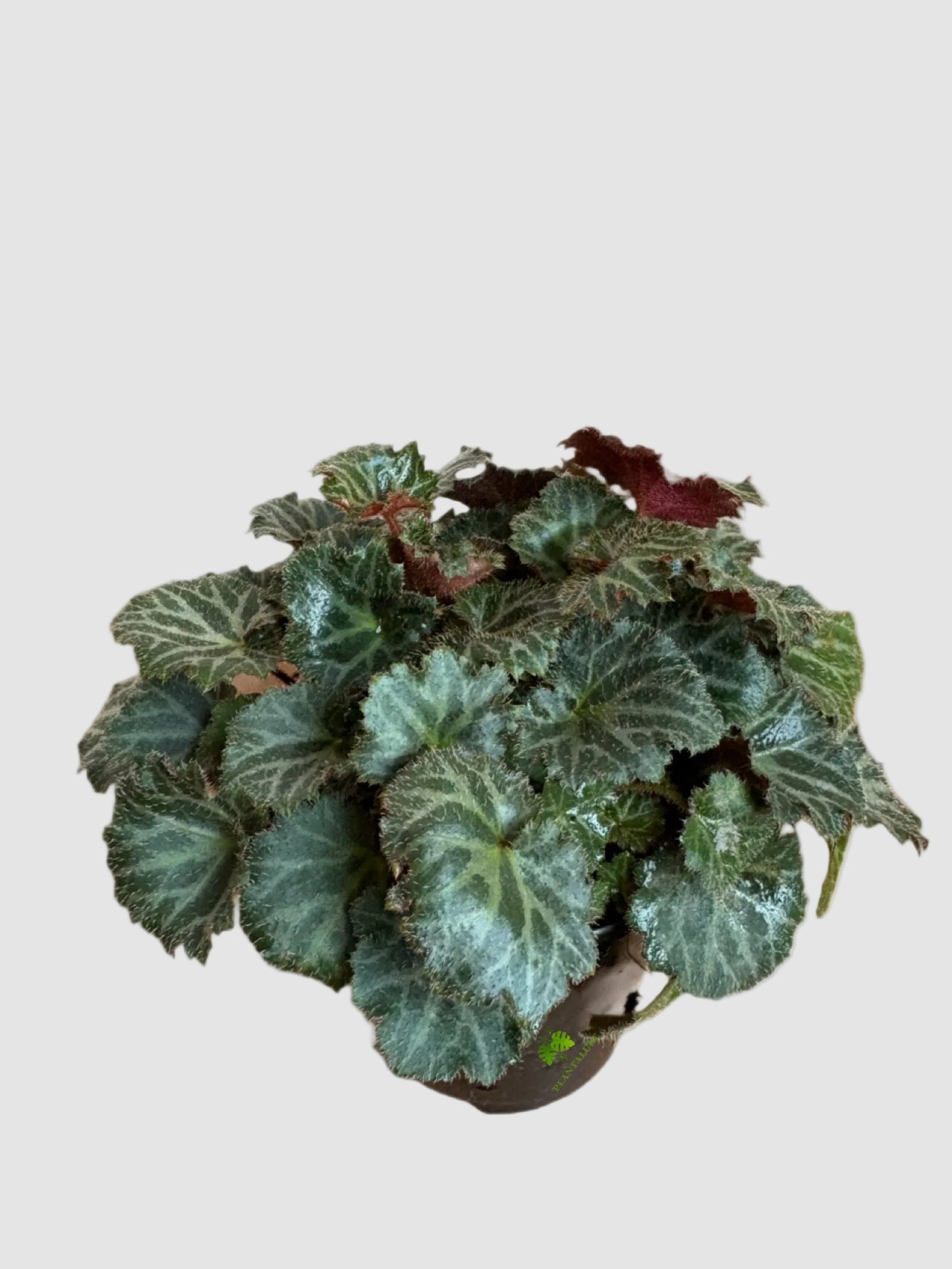 Begonia Strawberry