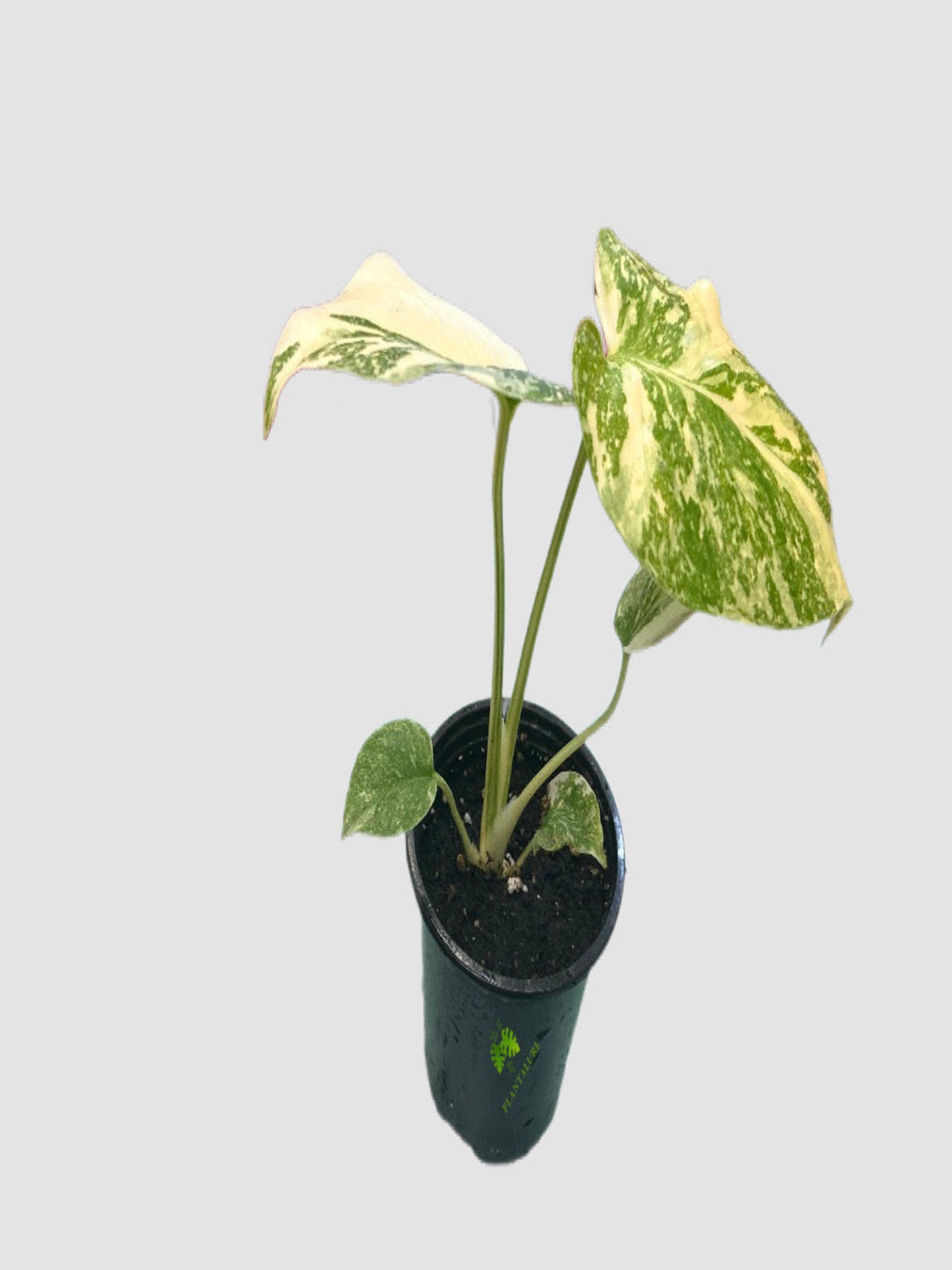 Monstera Deliciosa Starlight in 4" nursery pot – heavy cream and green marbled variegation, grown in Canada by Plantalure