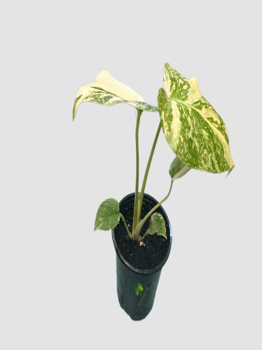 Monstera Deliciosa Starlight in 4" nursery pot – heavy cream and green marbled variegation, grown in Canada by Plantalure