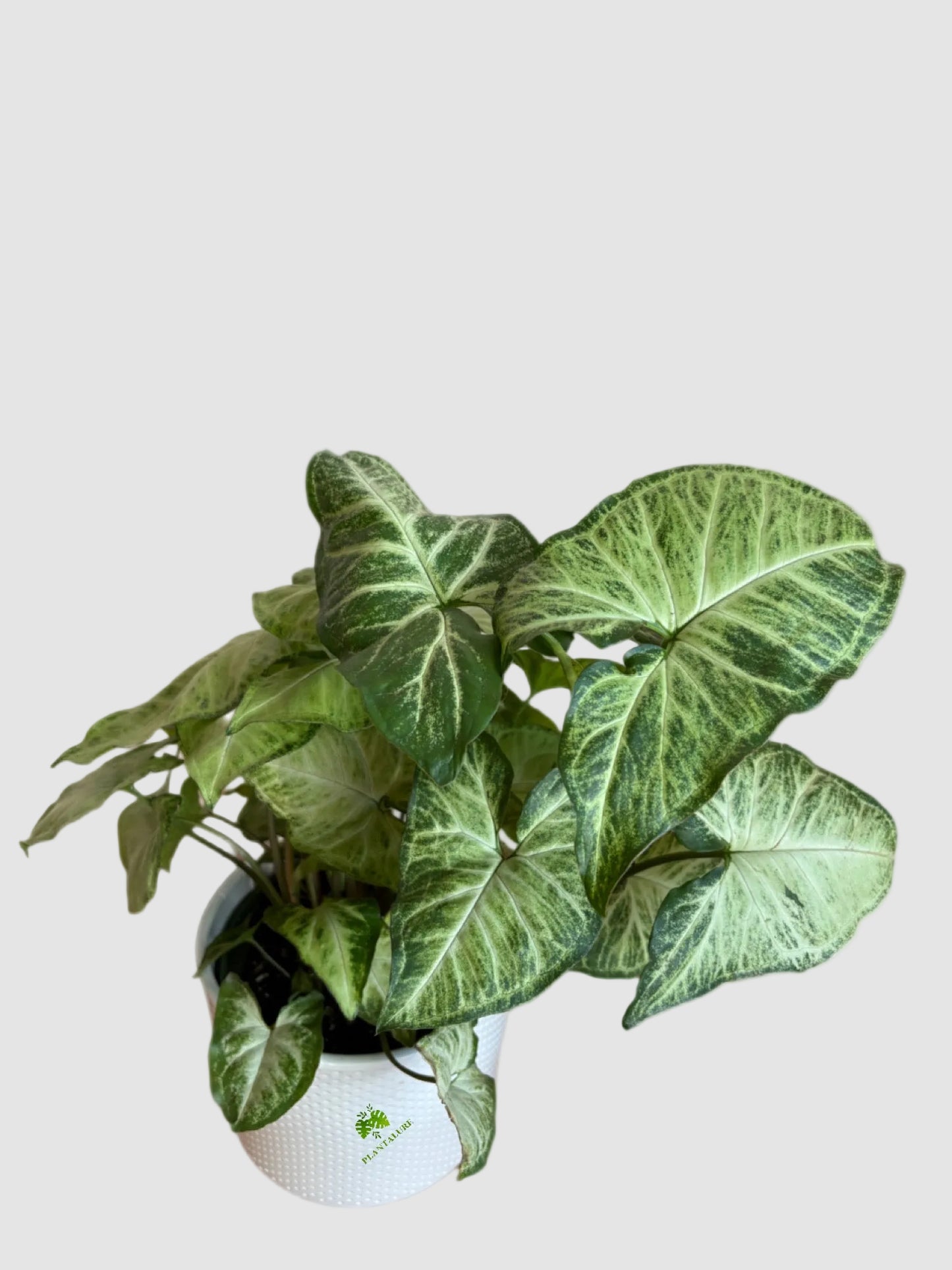 Syngonium White Butterfly