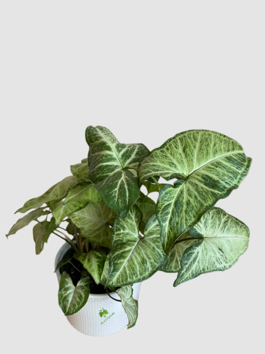 Syngonium White Butterfly