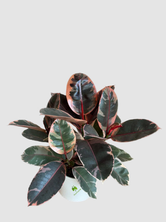 Ficus Elastica Ruby