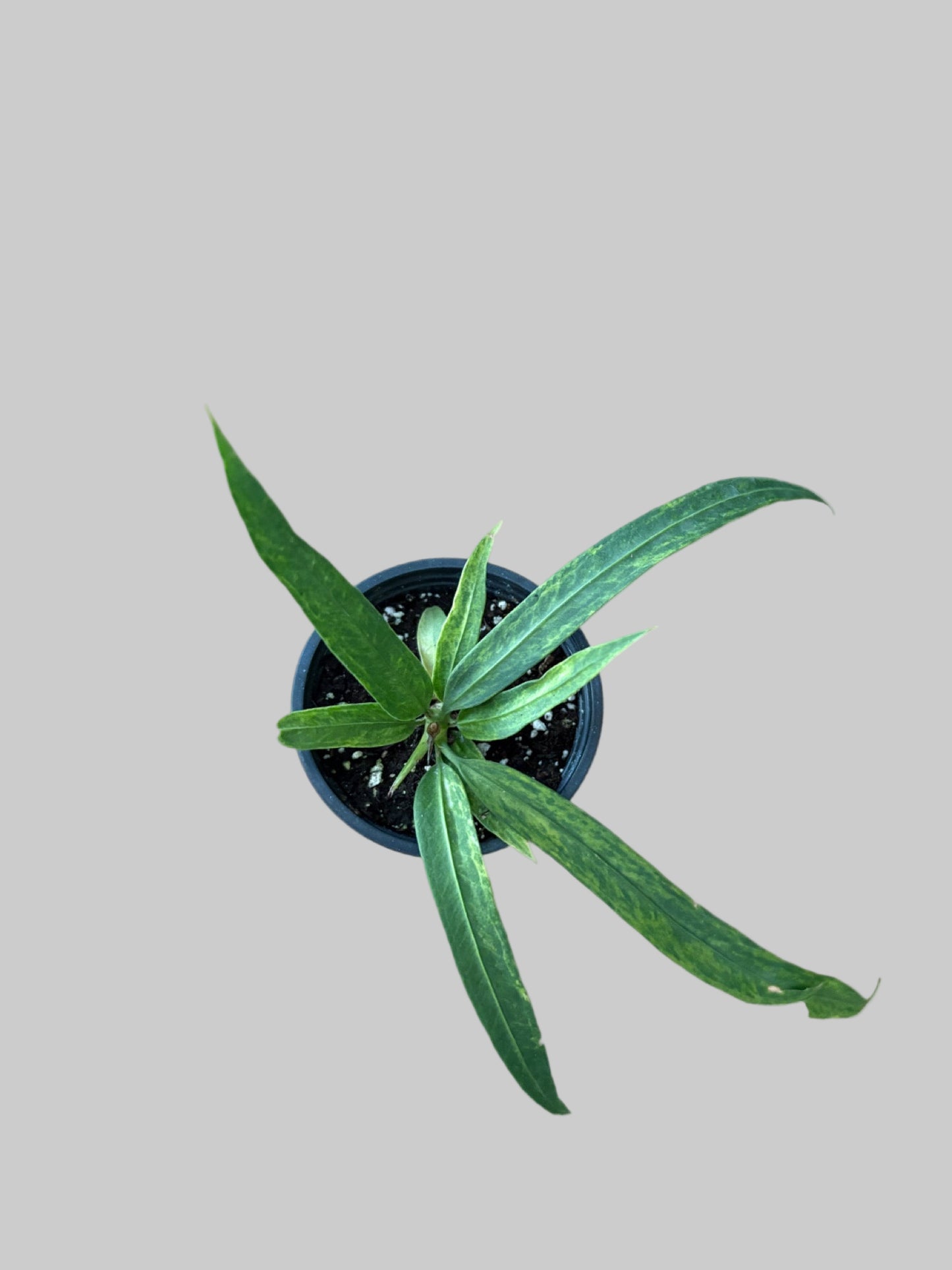 Anthurium Vittarifolium Variegated