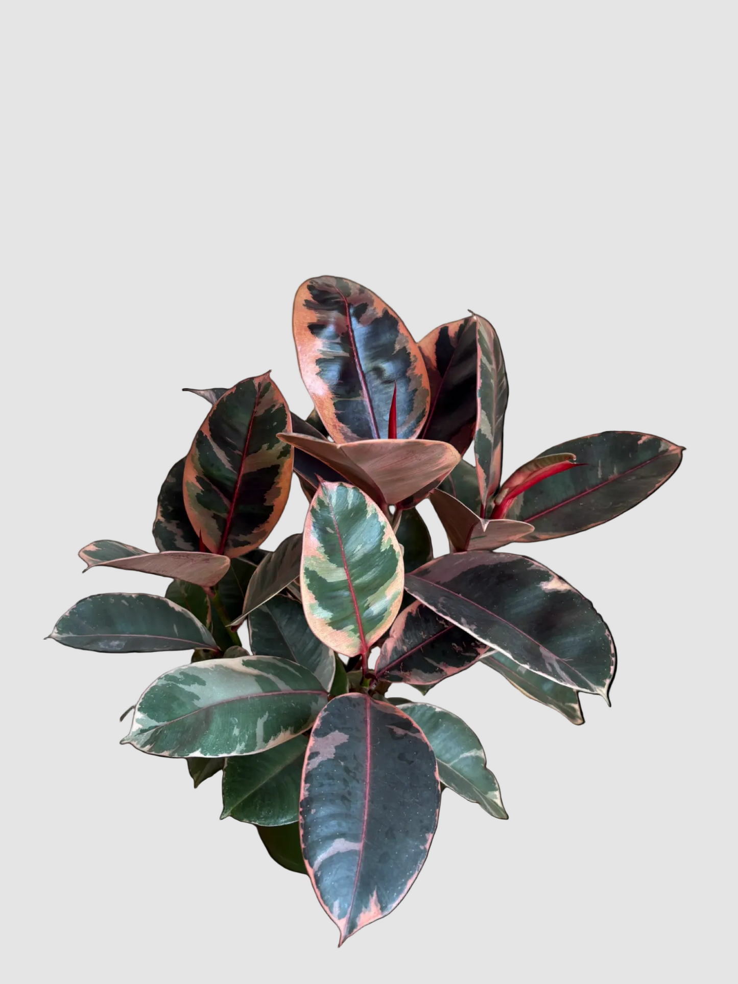 Ficus Elastica Ruby